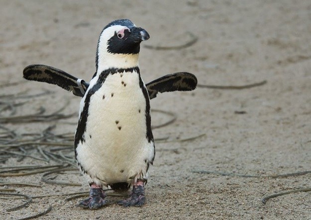 Pingvinu isprintali 3D nogu: Pogledajte njegove prve korake